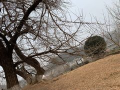 -千年银杏谷文化旅游区