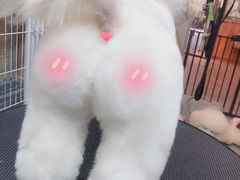 -小尾巴宠物店(万科·金域华庭店)