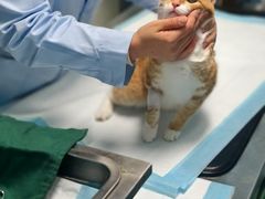 -爱贝特动物医院·猫口炎专科