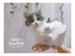-喵zoo家庭繁育猫舍(尖东智能花园店)