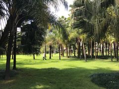 -金花茶公园