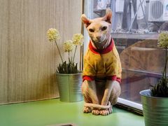 无毛猫猪皮-MOCHA明星猫咖(田子坊店)