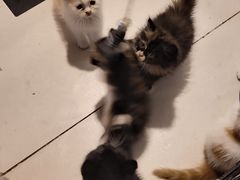 -平行世界·猫咖(首经贸店)