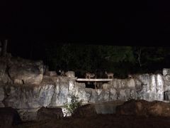 清迈夜间动物园-清迈夜间动物园