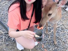 -鹿境梅花鹿生态园区
