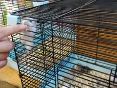-龟与熊猫宠物公园(南坪店)