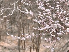 -白水寺森林公园
