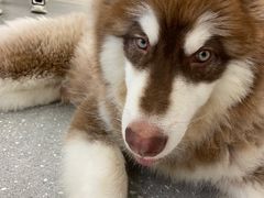 -Let's go狗咖·猫咖·奶狗·桌游(春熙路IFS店)