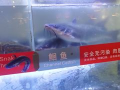 -三江源活鱼现烤(维多利摩尔城店)