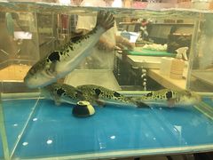 -红叶日料·放题·海胆·定食(星海店)