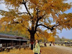 -千年银杏谷文化旅游区