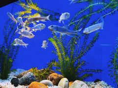 -上海海洋水族馆