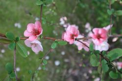 -虹桥迎宾馆·宴会厅