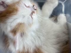 -北京观赏动物医院·24小时大型综合·猫专科·异宠专科
