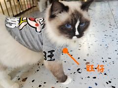 -喵喵咪呀布偶猫咖(春熙路店)