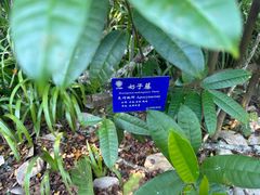 -中国科学院西双版纳热带植物园