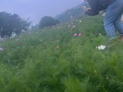 -都江堰玫瑰花溪谷