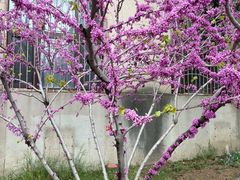 -清华大学-清芬园