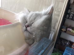 -1013 PET SHOP精品宠物商店(丁香店)