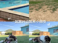 -趣玩宠物乐园寄养训犬训狗游泳池
