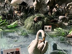 -吉林省自然博物馆