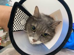 -荔康动物医院(康王北路店)