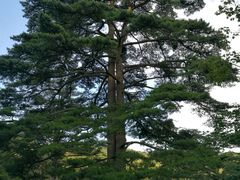 -黄山排云型旅酒店餐厅