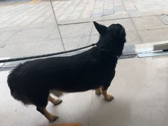 -佳雯宠物医院·皮肤科·内外科(春晓路分院)