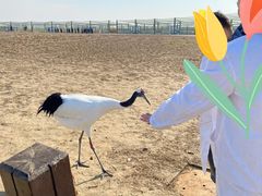 -盐城丹顶鹤湿地生态旅游区