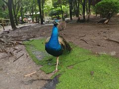 -贵州森林野生动物园