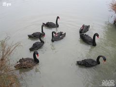 -溱湖国家湿地公园