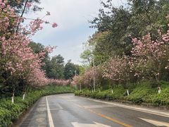 -铁山坪森林公园