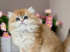 -小猫来了·猫舍(红山六九七九店)