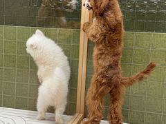 -帕帕拉兹宠物(亚洲旗舰店)