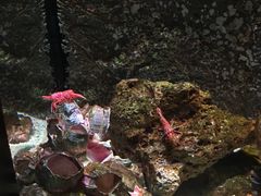-暹罗海洋世界