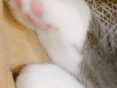 -滚猫咖啡·猫咖·猫友好撸猫(未来城店)