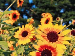 -海心沙亚运公园