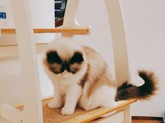 -1013 PET SHOP精品宠物商店(丁香店)