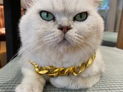 -绒爪撸猫下午茶·猫咖