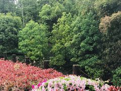 -铁山坪森林公园