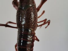 -吕氏疙瘩汤·新派鲁菜(东城万达广场店)