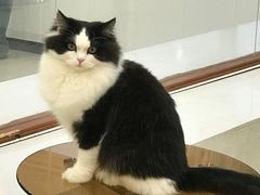 -共舞时光猫咖·狗咖(新街口店)