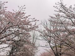-顾村公园