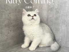 -小猫来了·猫舍(红山六九七九店)