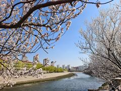 -桃花堤公园