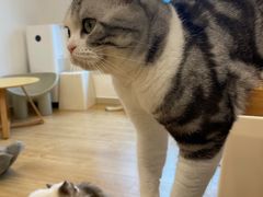 -有喵·猫咖·狗咖·30几只猫10只小狗(岗厦店)
