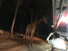 -清迈夜间动物园
