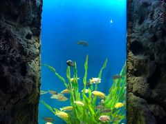 -锦艺城海洋馆