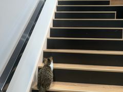 -瞄一喵猫咖(格力海岸店)
