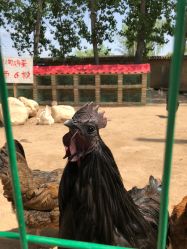 -上美四季动物农场